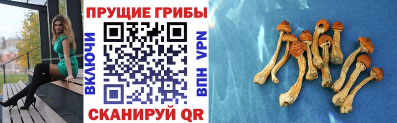Галлюциногенные грибы прущие грибы  Щигры 
